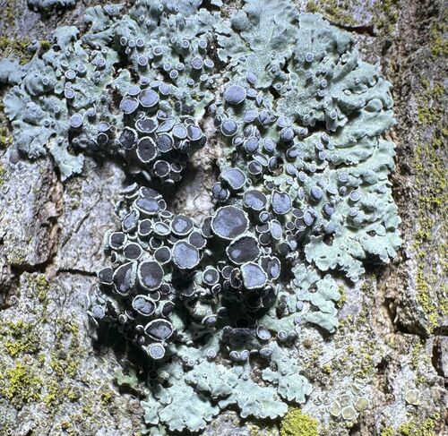 iNaturalist observation photo of rosette lichens