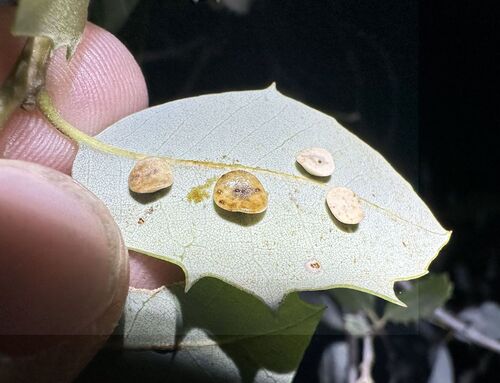 iNaturalist observation photo of Bowl Gall Wasp