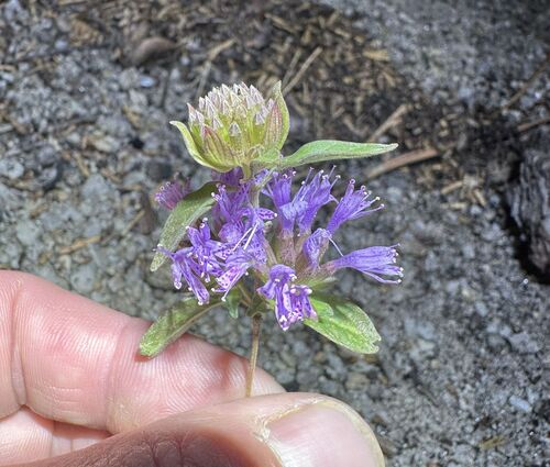 iNaturalist observation photo of Brewer's Monardella