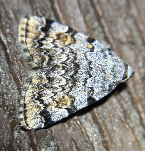 iNaturalist observation photo of American Idia Moth