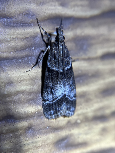 iNaturalist observation photo of Eudonia torniplagalis