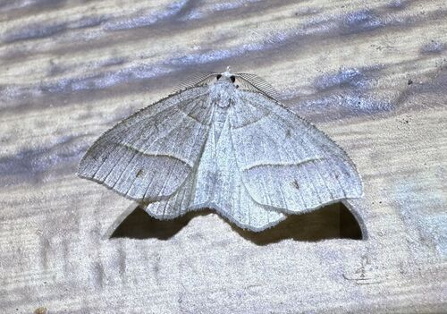 iNaturalist observation photo of Lorquin's Angle