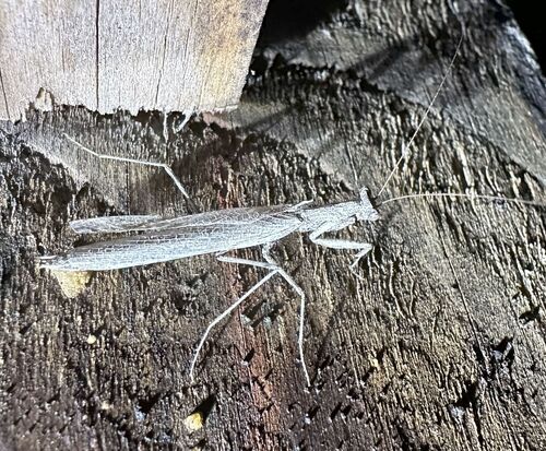 iNaturalist observation photo of American Ground Mantises