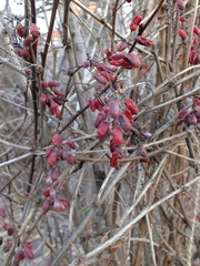 Berberis