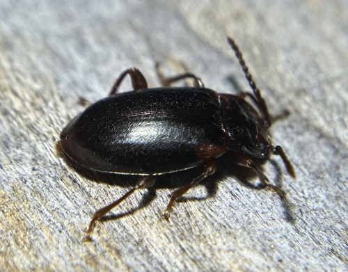 iNaturalist observation photo of Aphorista morosa