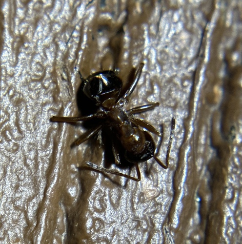 iNaturalist observation photo of Ants