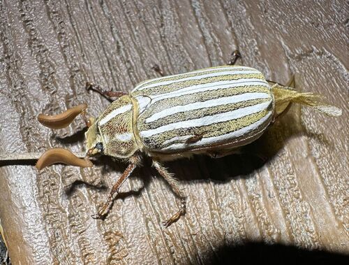 iNaturalist observation photo of Lined June Beetles
