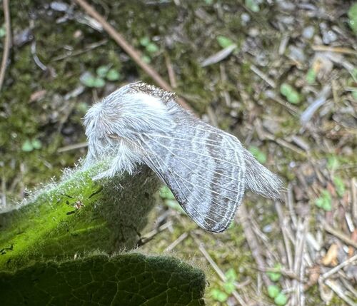 iNaturalist observation photo of Tolype distincta