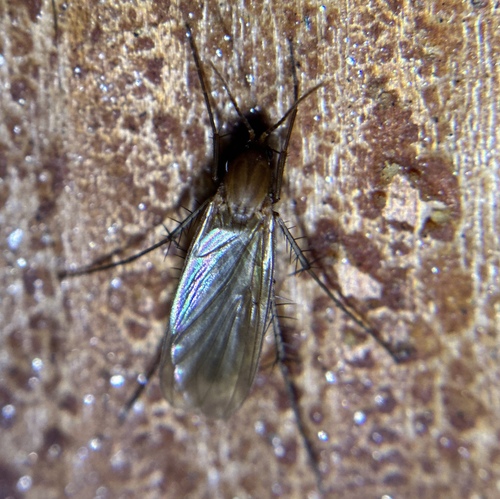 iNaturalist observation photo of Mycetophila