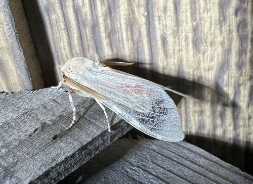 iNaturalist observation photo of Edwards' Glassy-wing