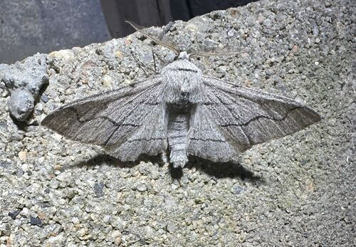 iNaturalist observation photo of Biston unicoloris