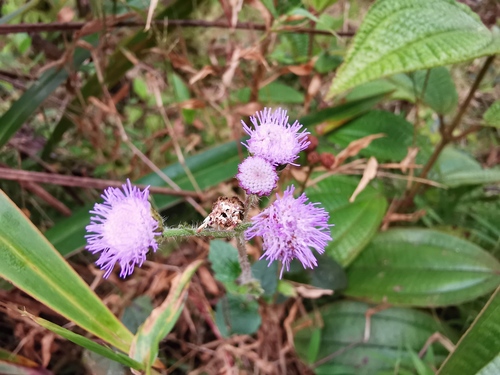 Ageratum image