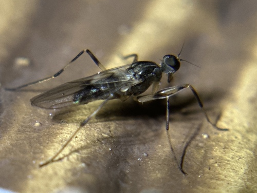 iNaturalist observation photo of Tachypeza inusta