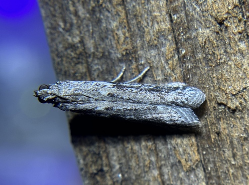 iNaturalist observation photo of Phycitini