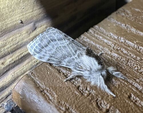 iNaturalist observation photo of Tolype distincta