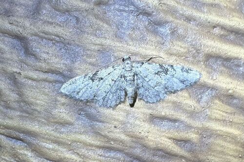 iNaturalist observation photo of Eupithecia leucata