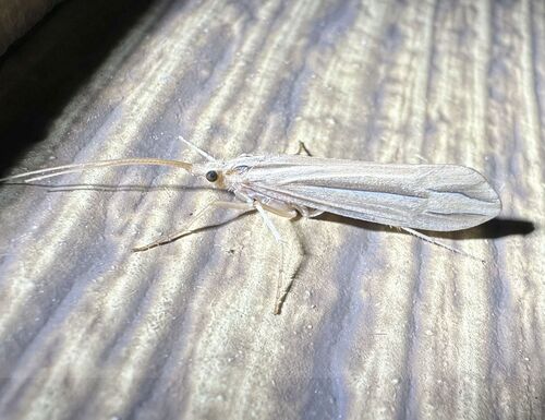 iNaturalist observation photo of Silver-striped Northern Caddisfly