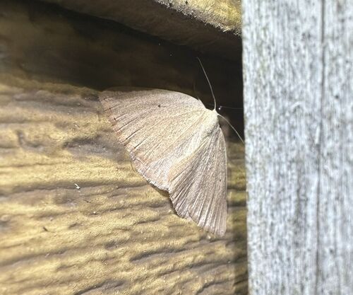 iNaturalist observation photo of Eudrepanulatrix rectifascia