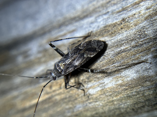 iNaturalist observation photo of Phytocoris
