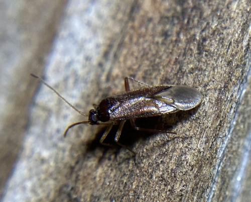 iNaturalist observation photo of Ceratocapsus
