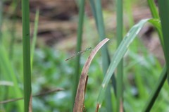 Agriocnemis palaeforma