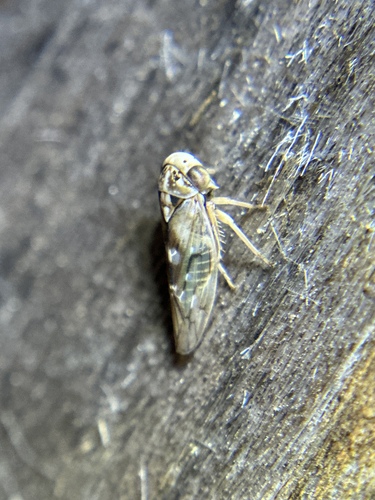 iNaturalist observation photo of Idiocerus