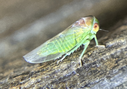 iNaturalist observation photo of Idiocerus nervatus