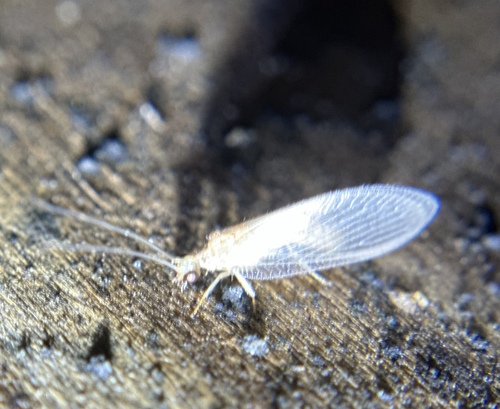 iNaturalist observation photo of Brown Lacewings