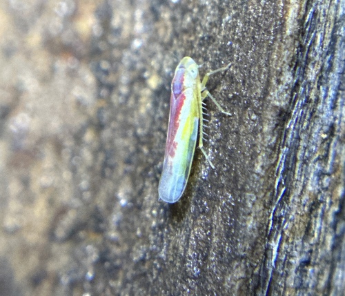 iNaturalist observation photo of Typical Leafhoppers