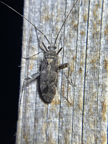iNaturalist observation photo of Phytocoris