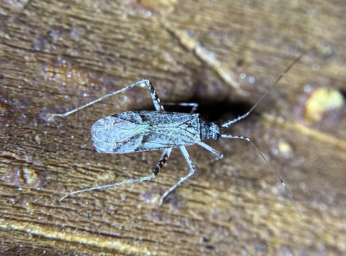 iNaturalist observation photo of Phytocoris