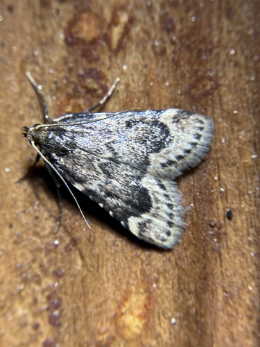 iNaturalist observation photo of Aglossa cacamica