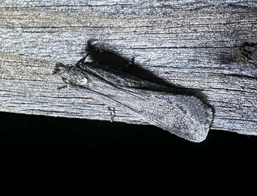 iNaturalist observation photo of Butterflies and Moths