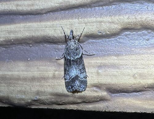 iNaturalist observation photo of Eudonia torniplagalis