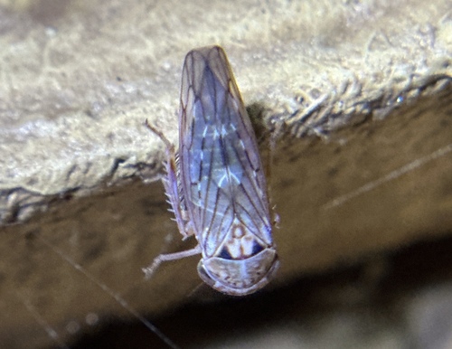iNaturalist observation photo of Idiocerus