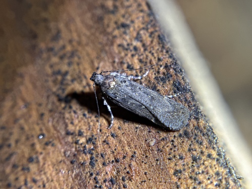 iNaturalist observation photo of Twirler Moths