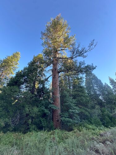 iNaturalist observation photo of Western Ponderosa Pine