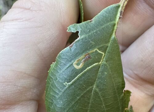 iNaturalist observation photo of Acalyptris punctulata