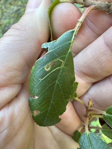 iNaturalist observation photo of coffeeberry