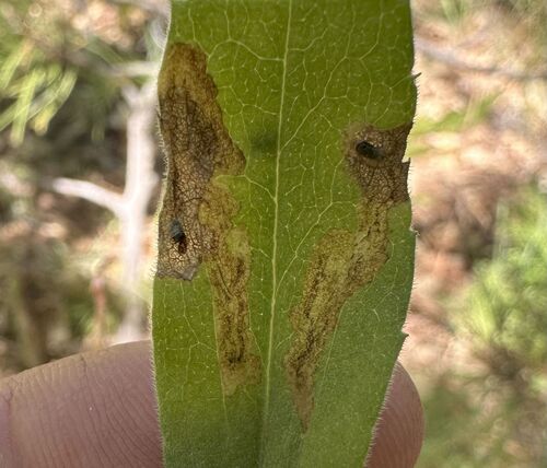 iNaturalist observation photo of Leaf-miner Flies