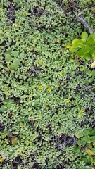 Lipochaeta integrifolia