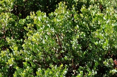 Arctostaphylos patula