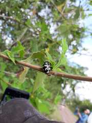 Leptinotarsa lacerata