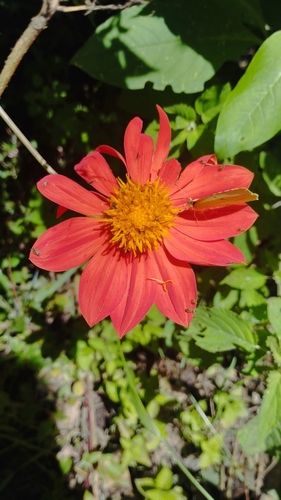 Dahlia coccinea