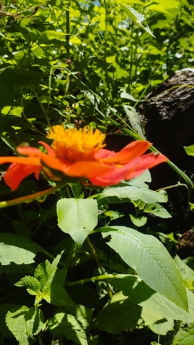 Dahlia coccinea