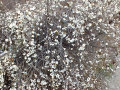 Symphoricarpos albus