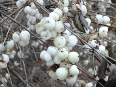 Symphoricarpos albus