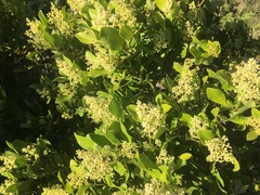 Olea capensis capensis