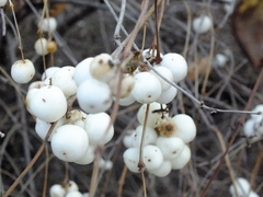 Symphoricarpos albus