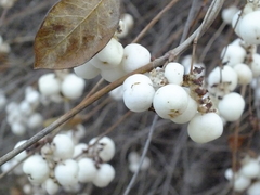 Symphoricarpos albus